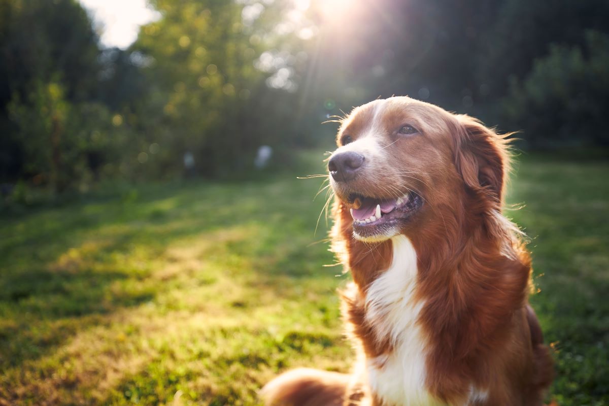 Hund vermisst in Reutlingen — erste Schritte & Tipps