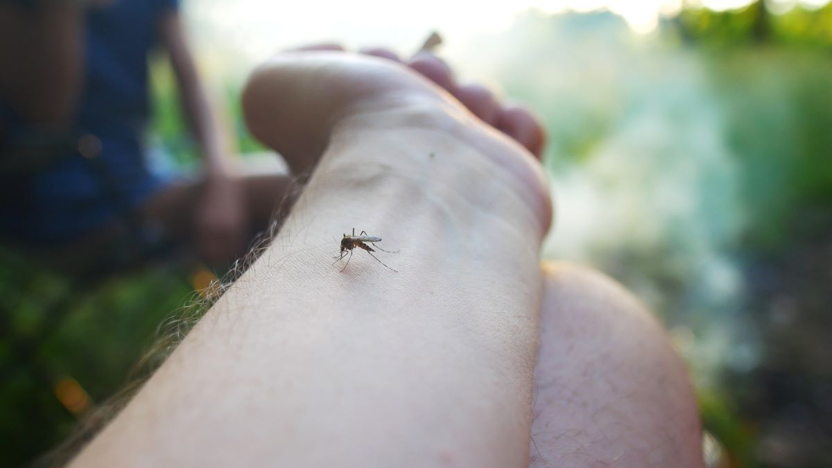 Insektenstiche in Reutlingen: Erste Hilfe, Hausmittel und No