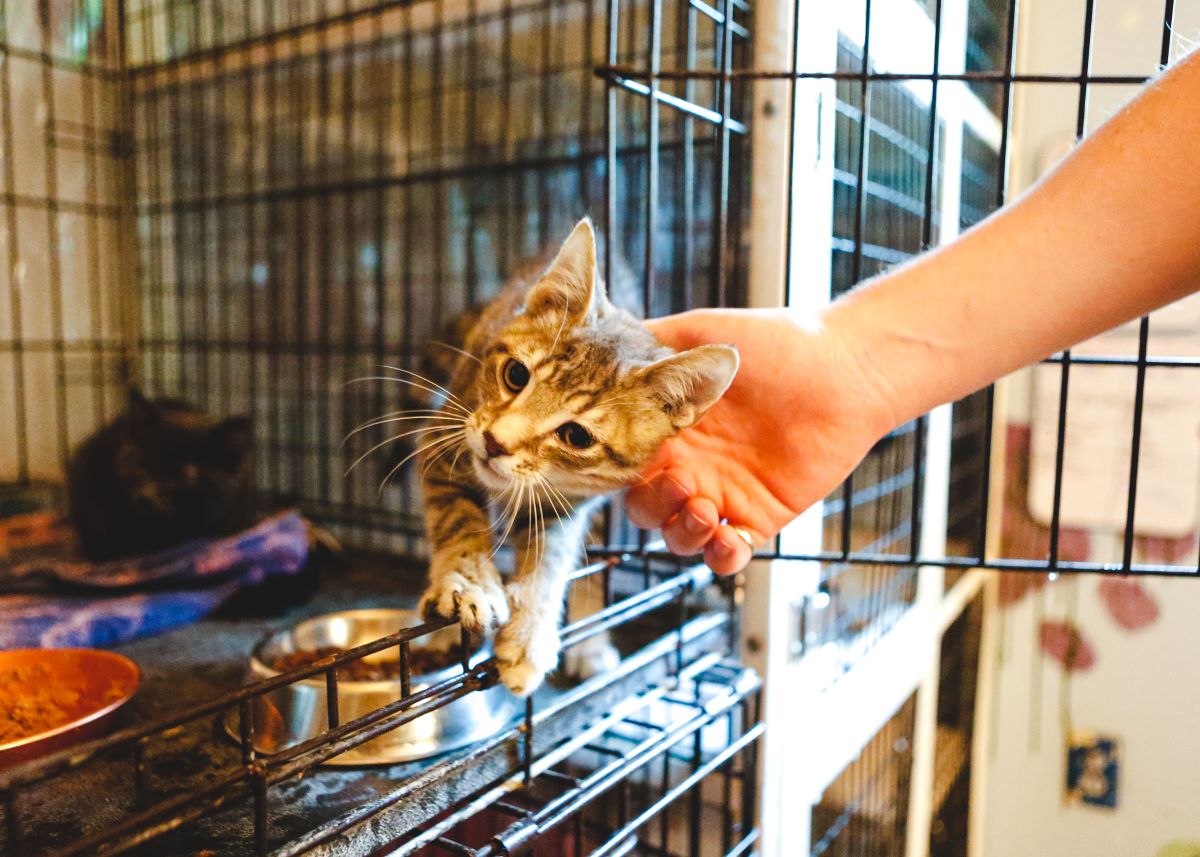 Katze mikrochippen Reutlingen – Anleitung & Wichtigkeit