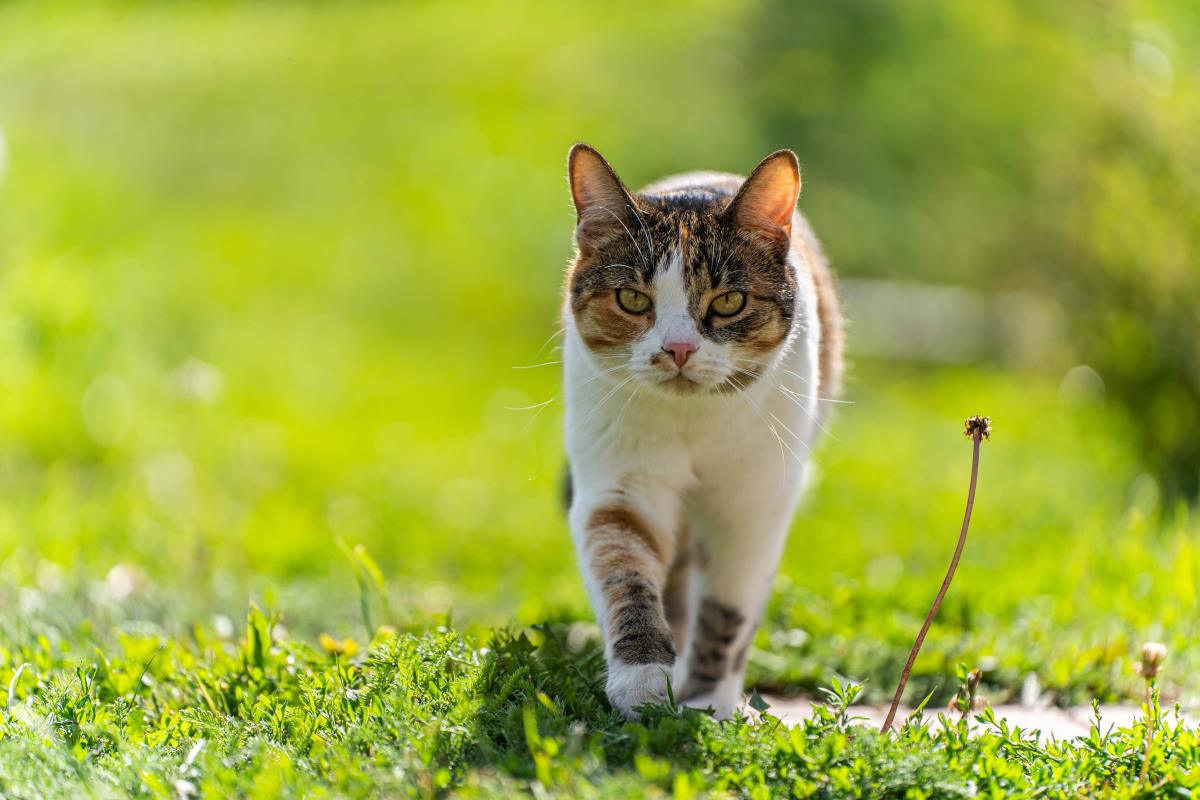 Katze freilaufend in Reutlingen – Rechte und Pflichten für K