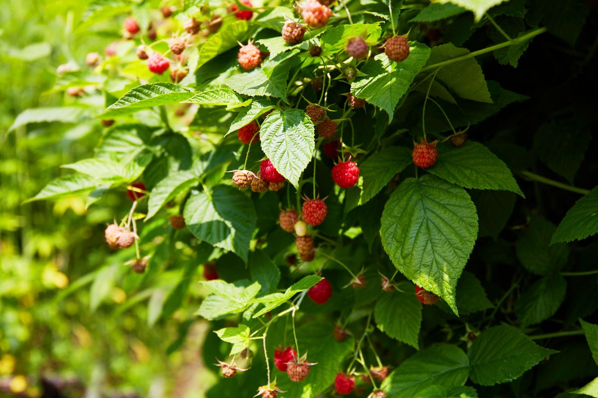 Streuobstwiese mit Hecke einfrieden in Reutlingen — Was ist 
