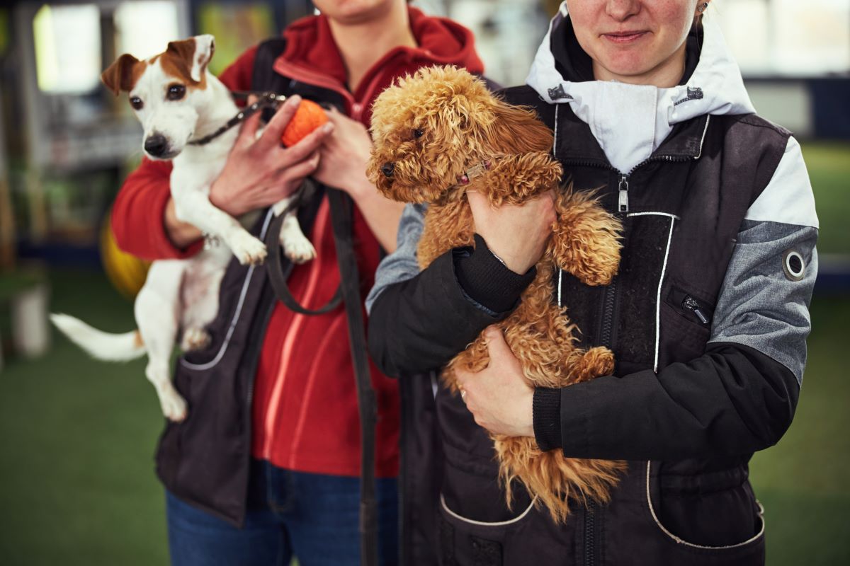 Tier adoptieren in Reutlingen – Tierheim statt Züchter